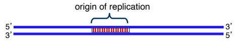 <ul><li><p>In all cells (eukaryotic, prokaryotic) with circular or linear DNA molecules, DNA</p><p>replication begins at defined sequences termed “origins of replication” (ori).</p></li><li><p>often there are multiple origins prokaryotes, like E. coli, have circular chromosomes with a single origin of replication -“oriC”</p></li><li><p>the ori opens up (DNA strands are separated by a helicase) to form 2 replication forks</p></li><li><p>in E. coli, replication is bidirectional, with a DNA polymerase III complex operating at each of the 2 replication forks</p></li></ul><p></p>