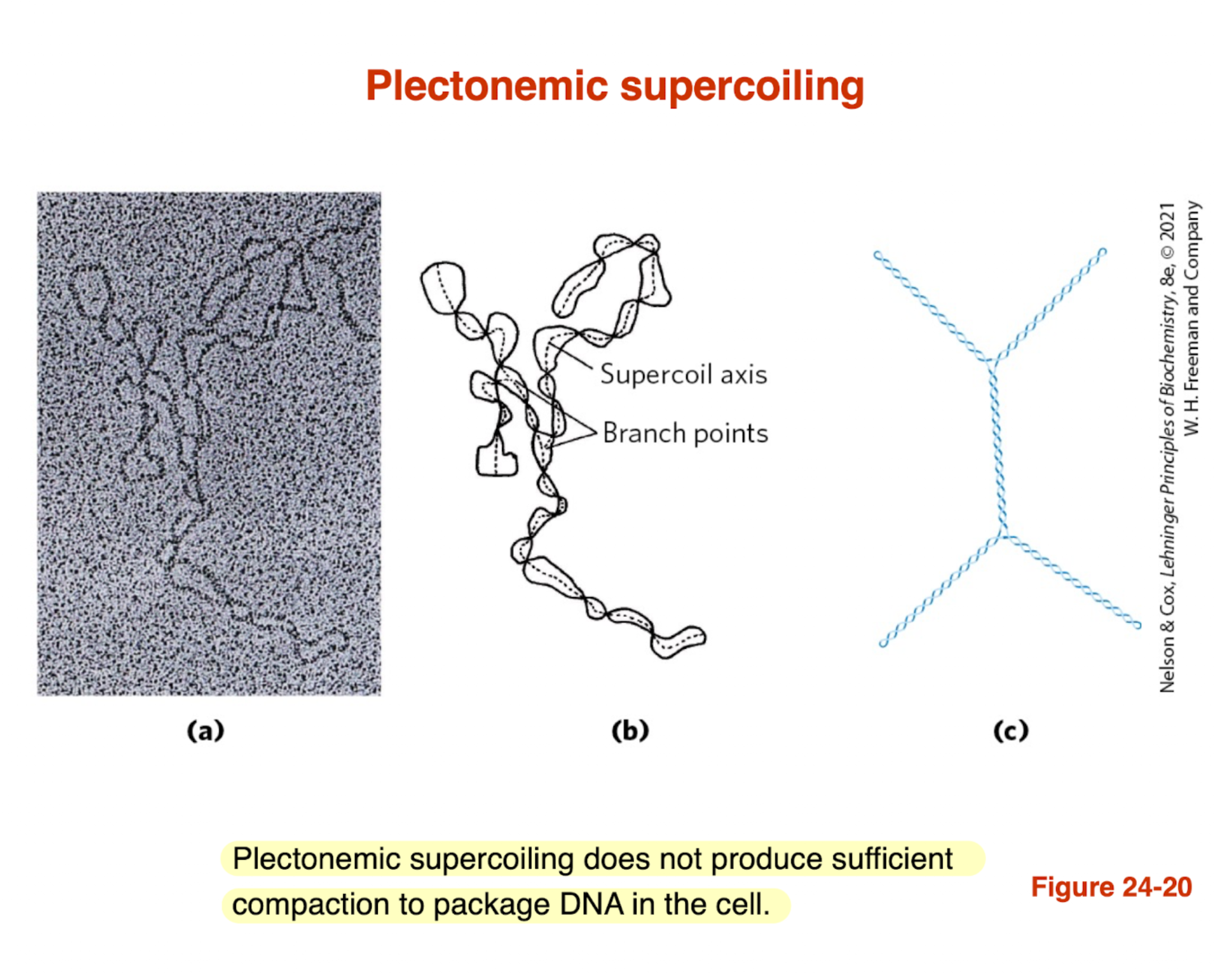 <ul><li><p><strong>Plectonemic supercoiling:</strong> DNA coils around itself forming <strong>interwound helices</strong></p></li><li><p>Creates <strong>supercoil axis and branch points</strong></p></li><li><p>Common form of <strong>DNA supercoiling in cells</strong></p></li></ul><p><strong>Limitation:</strong></p><ul><li><p>Does <strong>NOT compact DNA enough</strong> for full cellular packaging<br>→ Additional structures (e.g., chromatin) are needed for higher-order compaction</p></li></ul><p></p>