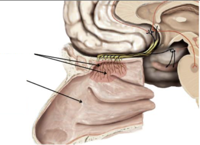 <p>Identify + describe the nerve </p>