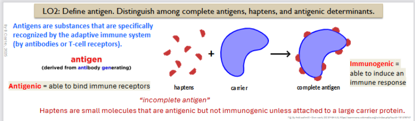 <p>“Incomplete antigen”</p><p>They are small molecules that are antigenic but <strong>not immunogenic </strong>unless attatched to a <strong>large carrier protein</strong>.</p><p></p><p><strong>Immunogenic </strong>=able to induce an immune response</p>