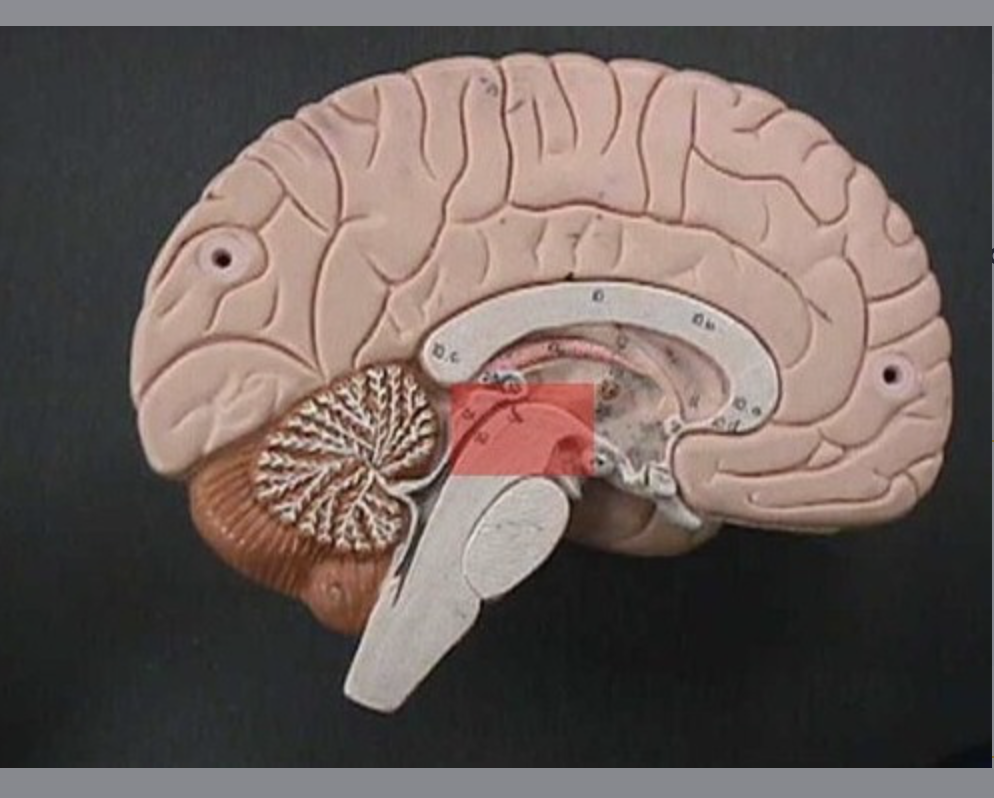<p>regulate activity of basal nuclei through activity of dopamine releasing neurons</p>