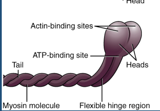 <p>myosin head </p>