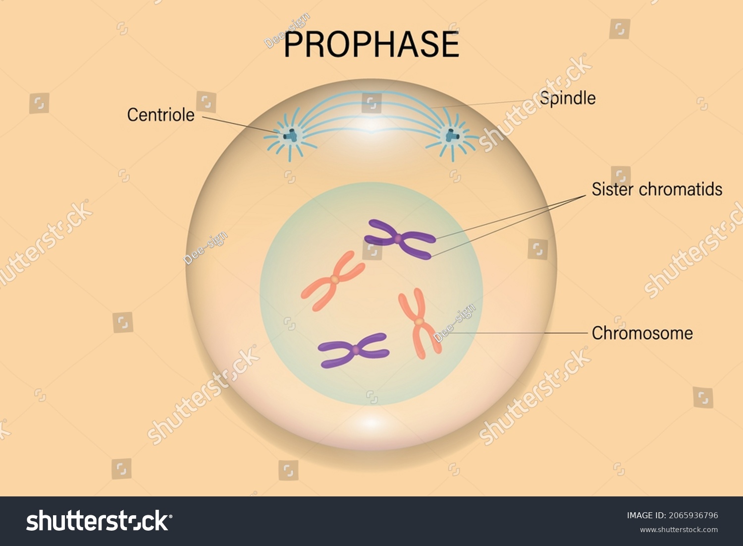 First stage of mitosis where chromatin condenses into chromosomes and the nuclear envelope starts to break down