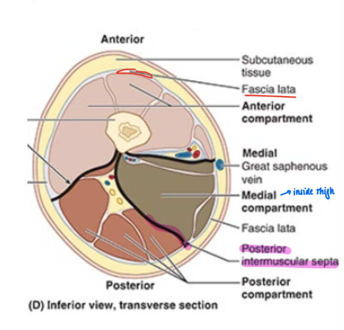 <ul><li><p>anterior, medial, & posterior</p></li><li><p>walls formed by fascia lata & intermuscular septa</p><ul><li><p>medial, lateral, and posterior septa</p></li></ul></li></ul><p></p>