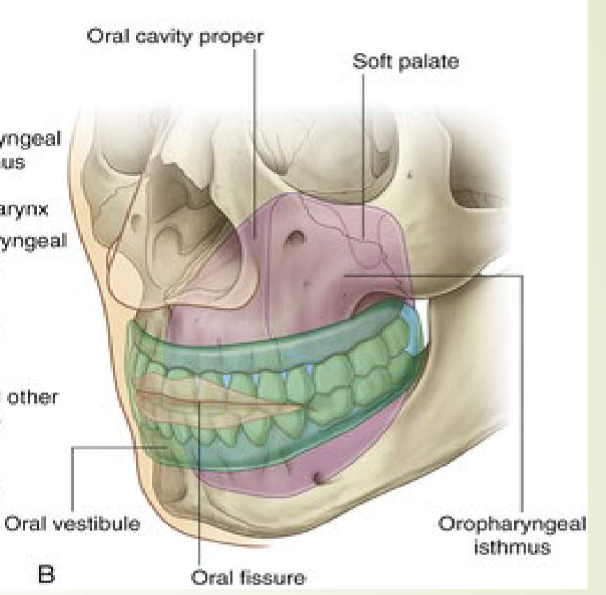 <p>Oral cavity proper versus Oropharynx</p>