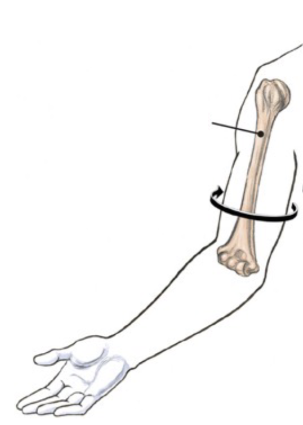 <p>rotation moves the anterior surface <em>away</em> from the midline</p>