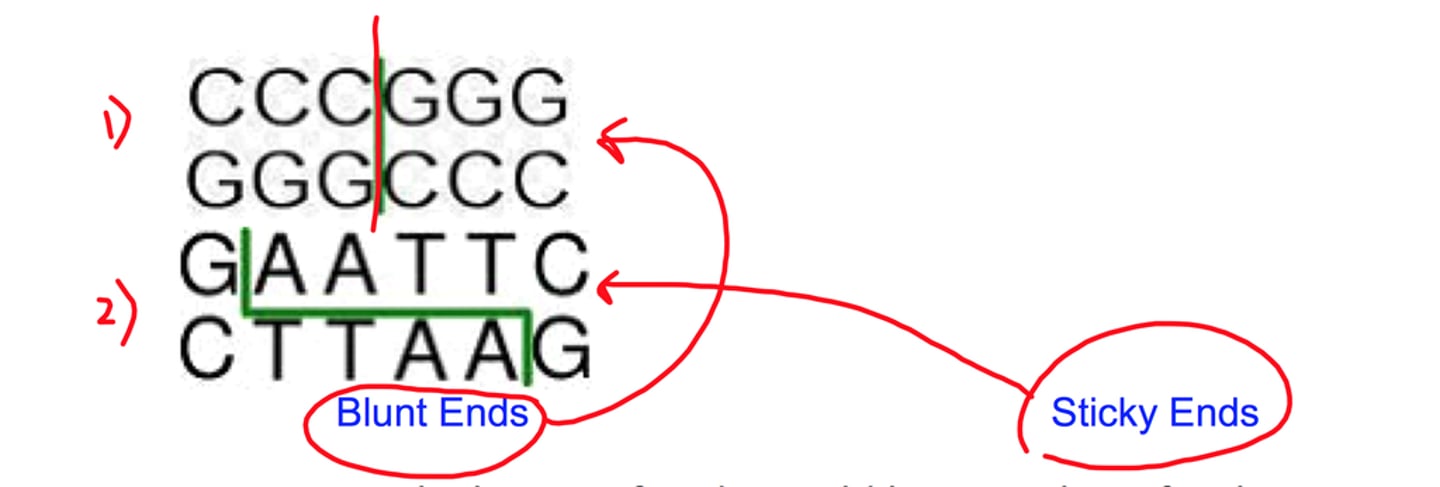 <p>Other restriction endonucleases cleave both strands of DNA at the opposing phosphodiester bonds, leaving no unpaired bases on the ends, often called blunt ends</p>