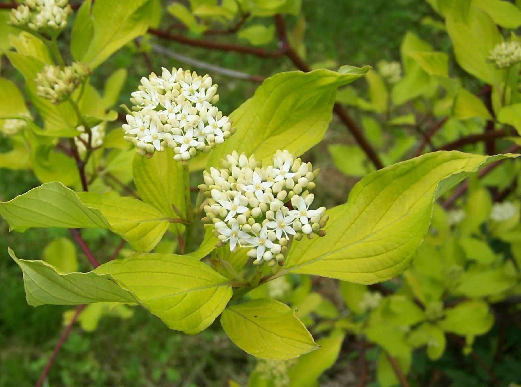 <p>scientific name</p>