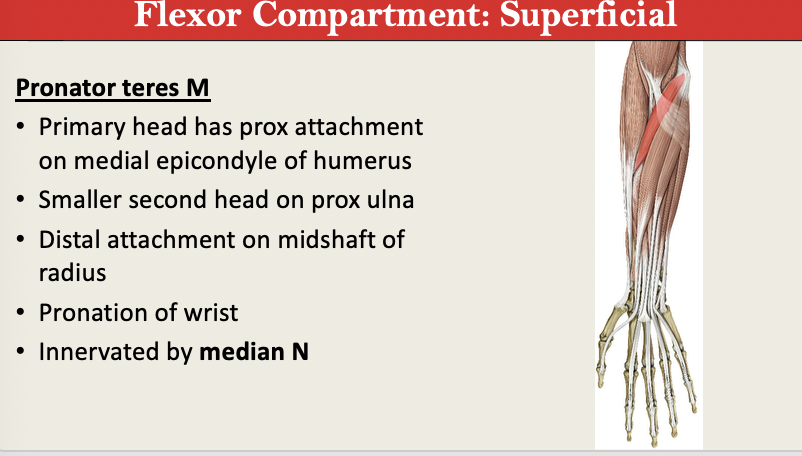 <p>M: Pronation (wrist)<br>N: Median<br>PA: Medial Epicondyle + Proximal Ulna<br>PD: Midshaft Radius</p><p>G: Flexor Superficial </p><p></p>