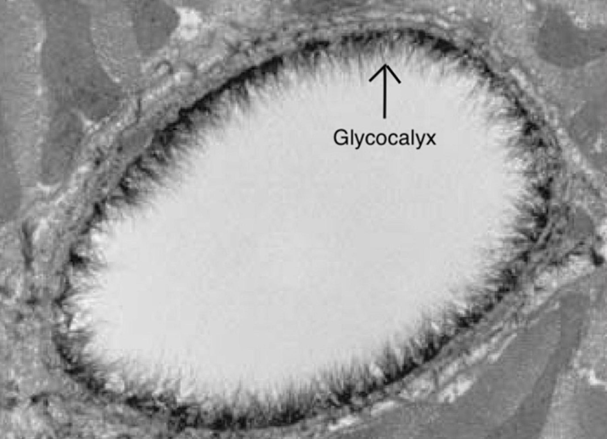 <p>Glycocalyx</p>