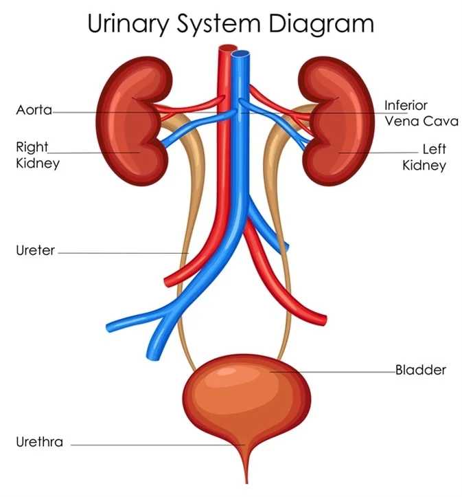 <p>Urinary System</p>