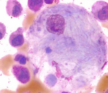 term image