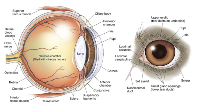 <ul><li><p>Globe (bulbi)</p></li><li><p>Optic nerve (CN II)</p></li><li><p>Accessory structures / adnexa:</p><ul><li><p>Eyelids</p></li><li><p>Lacrimal apparatus</p><ul><li><p>Sac</p></li><li><p>Duct</p></li></ul></li><li><p>Orbital connective tissue</p></li><li><p>Extraorbital muscles</p></li></ul></li></ul><img src="https://assets.knowt.com/user-attachments/b914f174-dcbe-4e25-bcd7-8979806bef88.png" data-width="100%" data-align="center" alt="knowt flashcard image"><p></p>