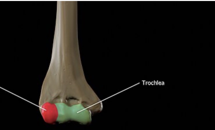 <p>Medial/ulnar side</p>