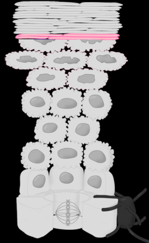 <p>Stratum Lucidum</p>