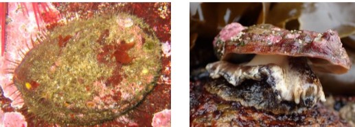 <p>algal grazers → red coraline algae</p>