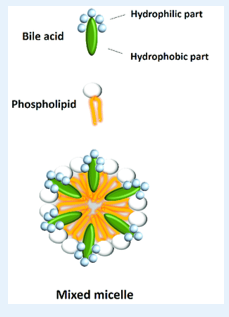 <p><span>Bile is a greenish liquid containing water, salts, cholesterol, bile pigment bilirubin and electrolytes</span></p><p></p>