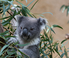 <p>Focus - An organism's structure, physiology, evolution, behavior, and interactions with the environment</p><p>Unit - individual , Species</p><p>Ex: Mechanisms that allow koalas to eat eucalyptus leaves</p>
