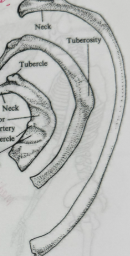 <p>are these right or left ribs</p>
