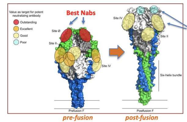 <p><span><strong>Strong Nabs lost after conformational change of F protein in RSV</strong></span></p><ul><li><p><span>In the post-fusion conformation, only weak Nabs are still able to bind, the strong Nabs no longer recognize the new conformation</span></p></li></ul><p></p>