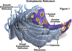 <p>continuous, highly folded membrane</p>