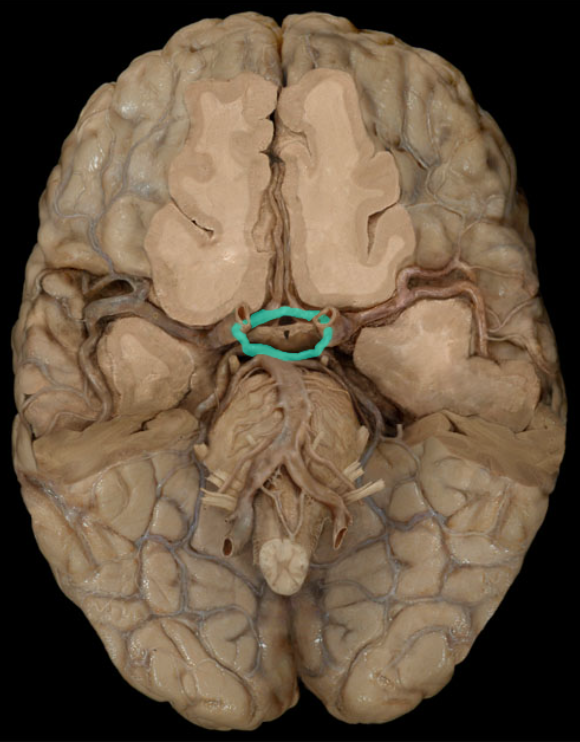 <ul><li><p><strong>Origin: </strong>Internal carotid and basilar arteries</p></li><li><p><strong>Course: </strong>Circular anastomosis on ventral surface of brain</p></li><li><p><strong>Also known as: </strong>Circle of Willis</p></li><li><p><strong>Comment:</strong></p><ul><li><p><strong>Branches includ</strong>e paired anterior and posterior cerebral arteries, posterior communicating arteries, and unpaired anterior communicating artery</p></li><li><p>Anastomosis refers to the end-to-end union of vessels</p></li></ul></li></ul><p></p>
