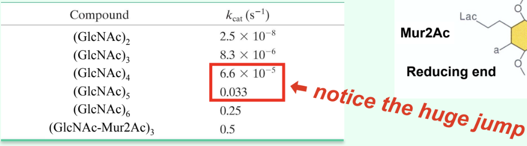 <p>Due to <strong>binding across the D site allows transition-state distortion (half-chair) </strong>and <strong>proper positioning for cleavage.</strong></p>