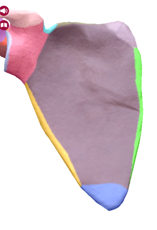 <p>highlighted portion</p>