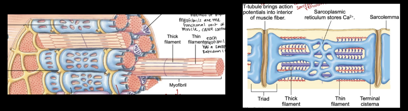 <p>Muscles are Bundles of Cells that Work Together</p><ol><li><p>______ Reticulum - essentially like the endoplasmic reticulum (BUT specific for the muscles) store Ca2+</p></li><li><p>___ - allow the AP to travel deeper into the muscle cell</p></li><li><p>Contractile proteins</p><ol><li><p>THICK filmanet - ____</p></li><li><p>THIN filament - ___</p></li></ol></li><li><p>Regulatory Proteins</p><ol><li><p>____</p></li><li><p>____</p></li></ol></li></ol><p></p>