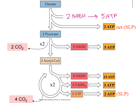 <p>32 ATP</p>