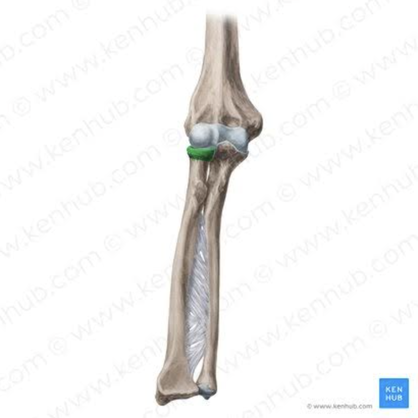 <p>Proximal end. <strong>(Radius)</strong></p>