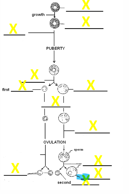 <p>name the cell</p>