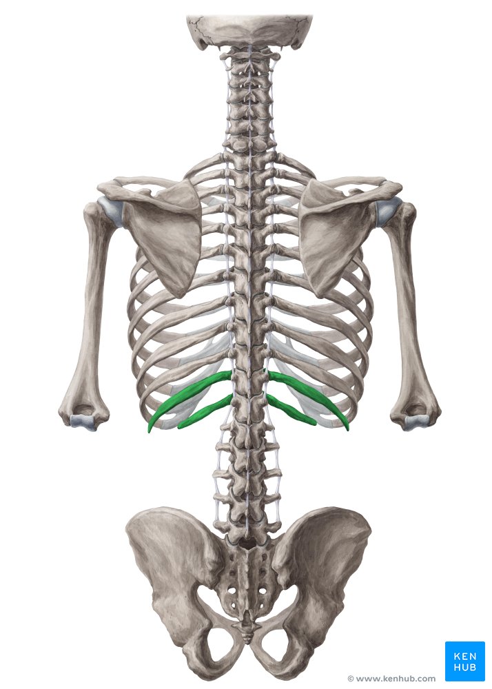 <p>Ribs 11 and 12 (floating ribs) that have no anterior attachment to the sternum or other costal cartilages.</p>