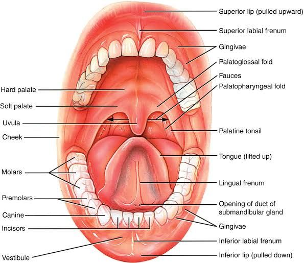 <p>Labia</p><p>Vestibule</p><p>Palate</p><ul><li><p>Hard palate</p></li><li><p>Soft palate</p></li></ul><p>Tongue</p><ul><li><p>Frenulum</p></li></ul><p>Teeth</p><ul><li><p>Incisors</p></li><li><p>Canines</p></li><li><p>Molars</p></li></ul><p>Uvula</p>