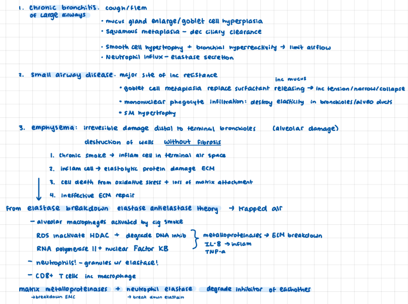 <p>chronic bronchitis of large airways, small airway disease (main site of resistance), emphysema (alveolar damage)</p>