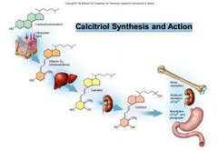 <p>essential for normal absorption of calcium and phosphorus in the small intestine</p>
