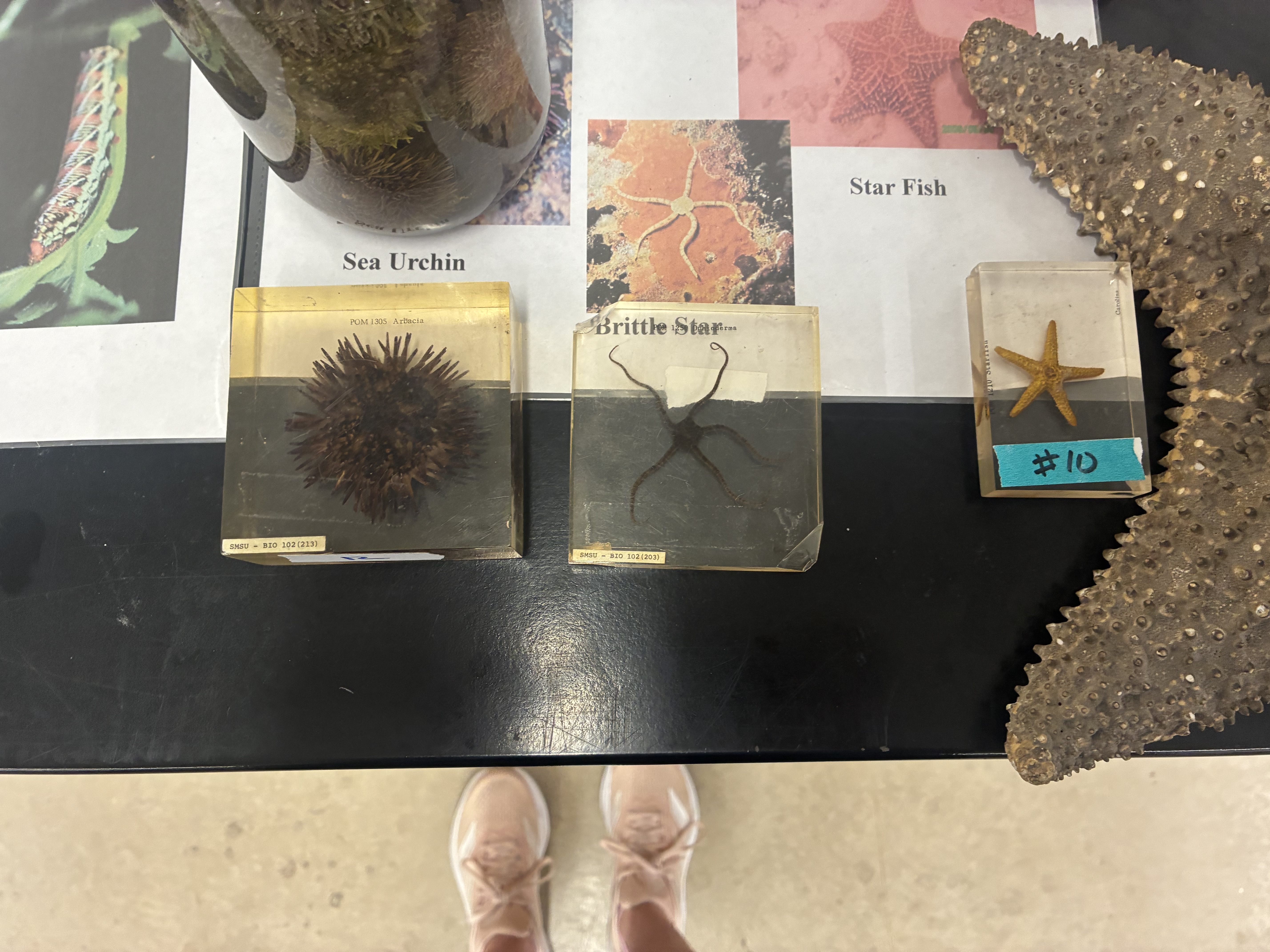 <p>Phylum, class, &amp; key characteristic?</p>