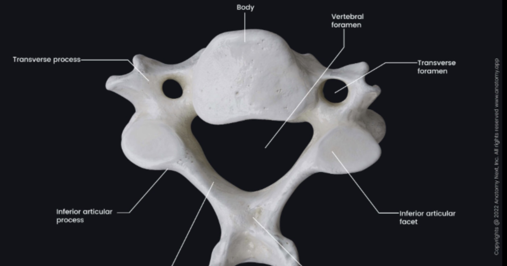 <p>Only in cervical vertebrae </p>