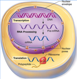 <p>step 1</p><ul><li><p>transcription</p><ul><li><p>copy the code</p></li></ul></li><li><p>Translation</p><ul><li><p>build the protein </p></li></ul></li></ul><p>Central dogma</p><p><strong><mark data-color="yellow" style="background-color: yellow; color: inherit;">DNA → mRNA → protein</mark></strong></p><p></p>