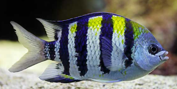 <p>Grey/black bars, forked tails </p>