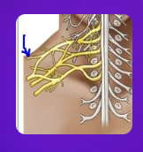 <p>what nerve is indicated by the blue arrow></p>