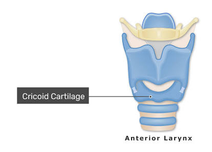 <p>Ring-shaped structure; forms the lower portion of the larynx</p>