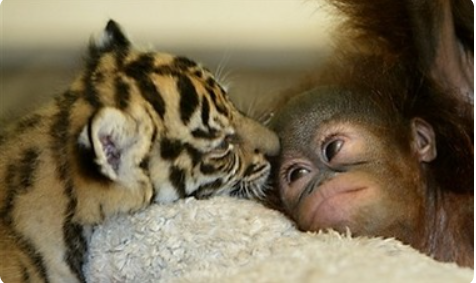 <p><span>to have a good relationship with someone</span></p>