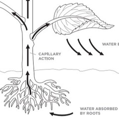 <p>Capillary action</p>
