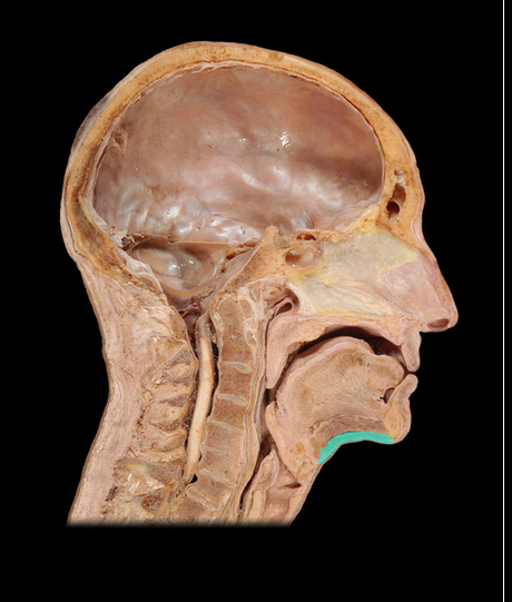 <p>Mylohyoid m.</p>