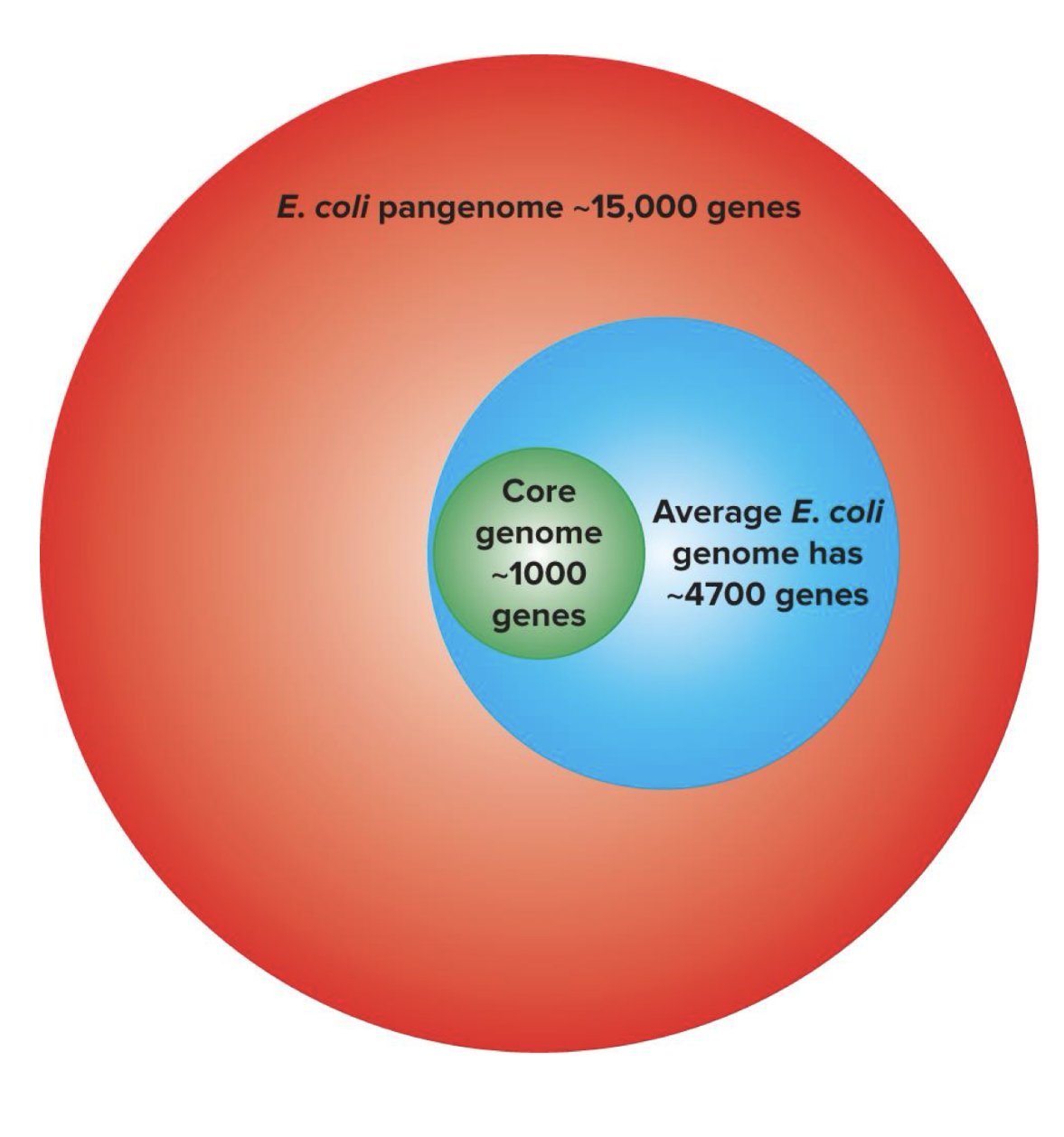 <p><strong>core genome:</strong> abt 1000 genes that are found in all strains</p><p><strong>pangenome</strong>- core genome plus all genes that are found in some other strains and not others </p>