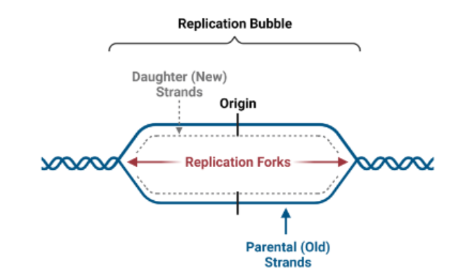 <p>what does it mean for dna synthesis to be bidirectional</p><p></p>