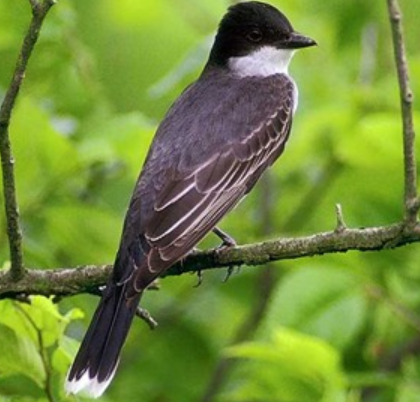 <p>Order: Passeriformes<br>Family: Tyrannidae</p>