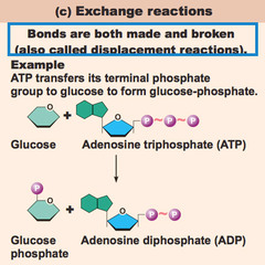 <p>Involve both synthesis and decomposition</p>