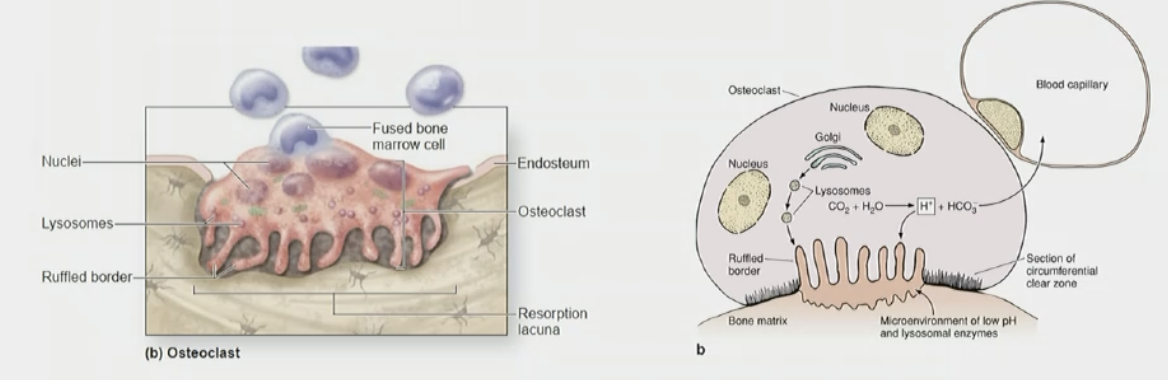 <p><strong>Structure and Origin:</strong></p><p>• Large, multinucleated cells derived from hematopoietic progenitor cells in the bone marrow.</p><p>• Found on bone surfaces, especially in areas of active resorption.</p><p><strong>Functions:</strong></p><p>• Release Ca²⁺ into the bloodstream by breaking down bone matrix for calcium homeostasis.</p><p>• Remove old or damaged bone to facilitate remodeling and repair.</p><p><strong>Key Features:</strong></p><p>• Reside in Howship lacunae (resorption bays) to produce hydrochloric acid that break down bone matrix. (acidic environment) enzymes break down hydroxyapatite crystals + release calcium + phosphate.</p><p>• Active cells have a <strong>ruffled border </strong>to increase surface area for efficient resorption.</p>